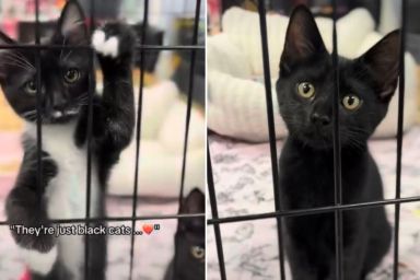 Sibling Cats Refuse to Give Up After Being Ignored for Their Fur Color
