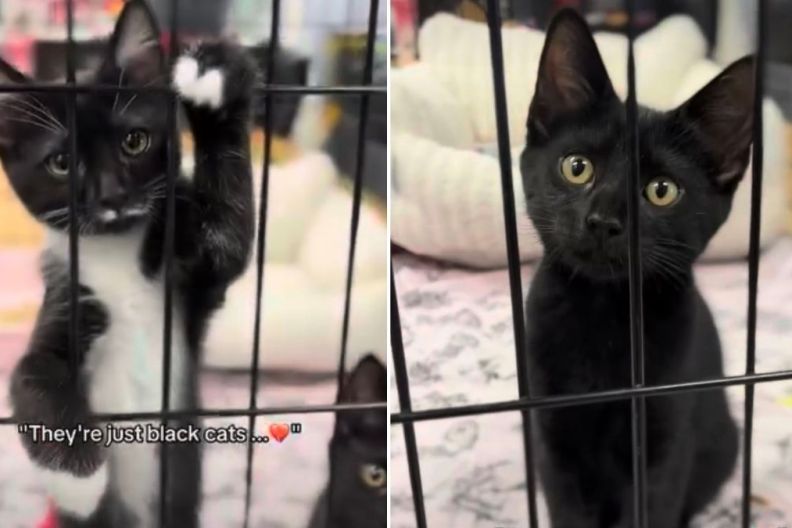 Sibling Cats Refuse to Give Up After Being Ignored for Their Fur Color