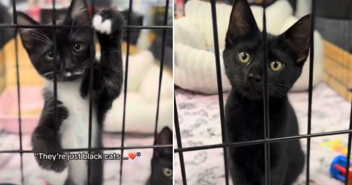 PetWireDaily — Sibling Cats Refuse to Give Up After Being Ignored for Their Fur Color