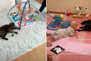 Cat's First Meeting With Baby Evolves Into a Bond Neither Expected