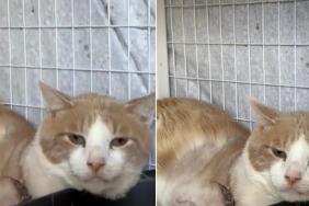 Shelter Cat Is Holding on To Hope Despite Losing a Big Part of Himself