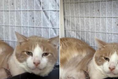 Shelter Cat Is Holding on To Hope Despite Losing a Big Part of Himself