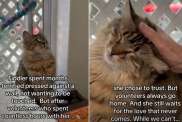 Shelter Cat Rescued From a Storm ‘Waits for a Love That Never Comes'