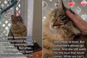 Shelter Cat Rescued From a Storm ‘Waits for a Love That Never Comes'