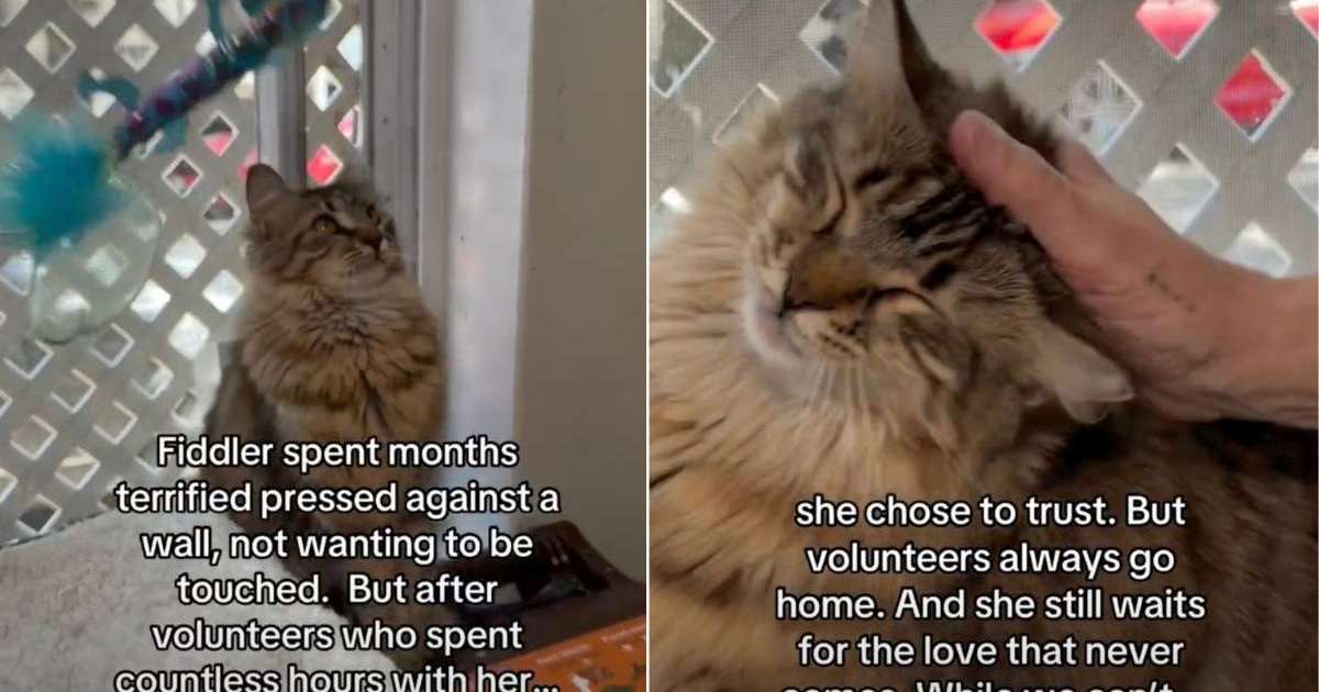 PetWireDaily — Shelter Cat Rescued From a Storm ‘Waits for a Love That Never Comes’