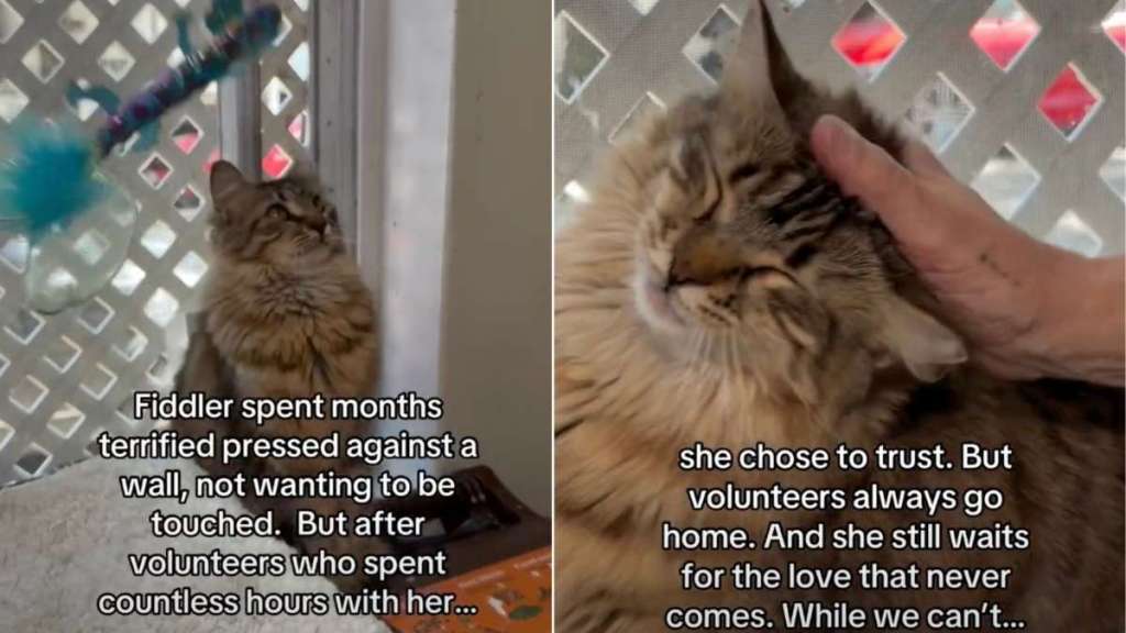 Shelter Cat Rescued From a Storm ‘Waits for a Love That Never Comes'