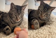 cat egg video