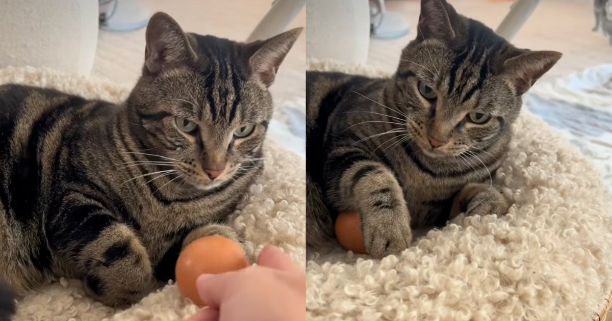 PetWireDaily — Human Gives Cat an Egg, Unprepared for What He Does Next