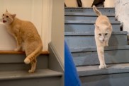 cat stormy spring video
