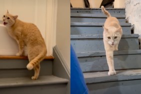 cat stormy spring video
