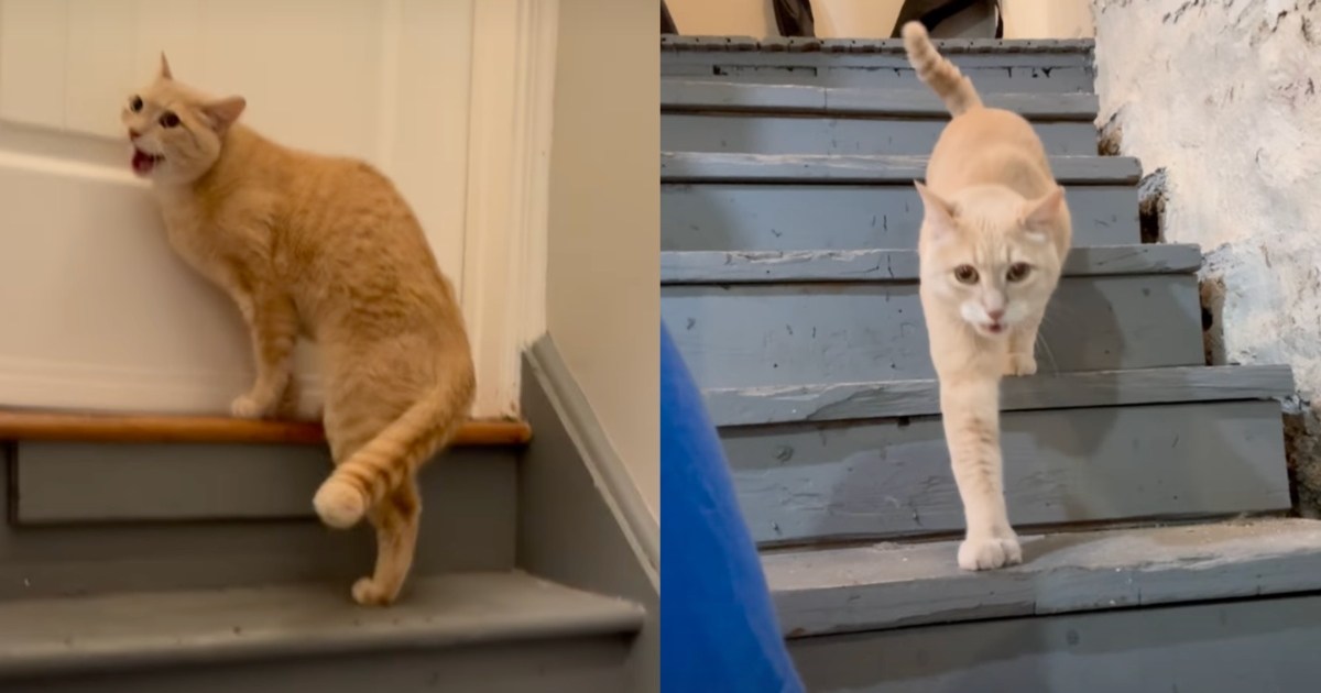 PetWireDaily — Cat Navigating a ‘Stormy Spring’ Goes Through a Whole Range of Emotions