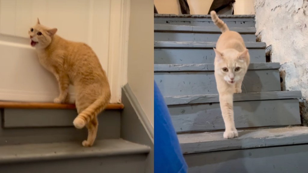 cat stormy spring video