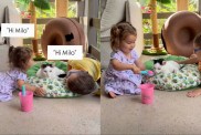 cat toddlers video