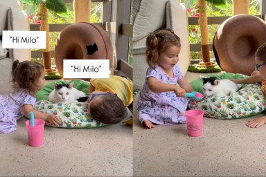 cat toddlers video