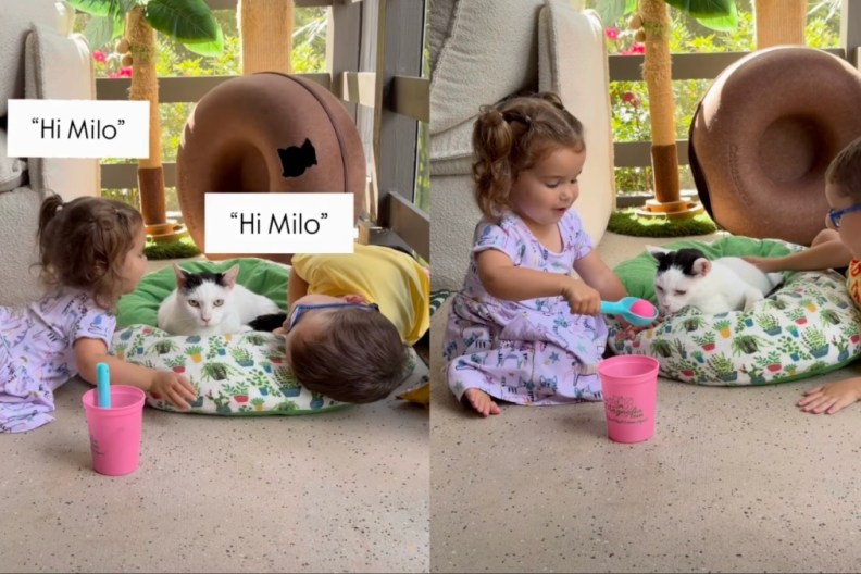 cat toddlers video