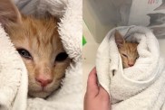 rescue kitten human