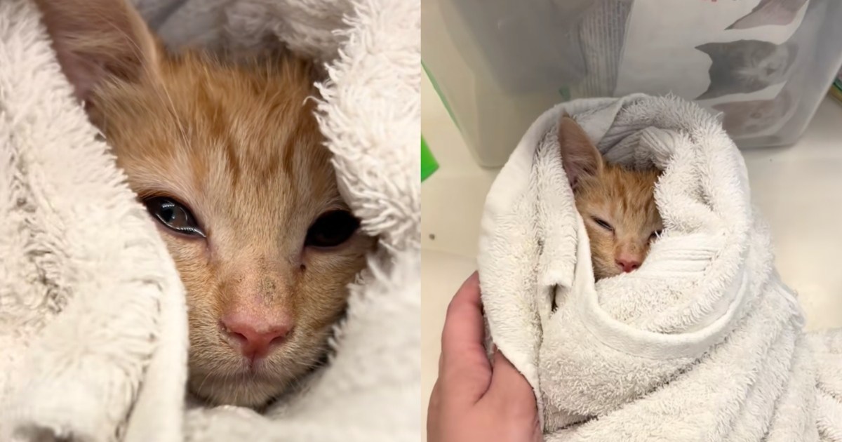 PetWireDaily — Human Witnesses Exact Moment ‘Feral’ Rescue Kitten Realizes She’s Finally Safe