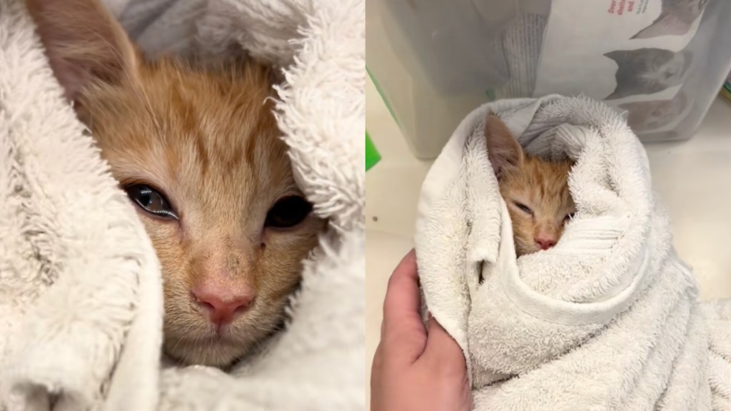 rescue kitten human