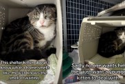 shelter cat video