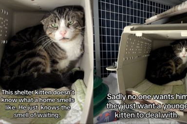shelter cat video