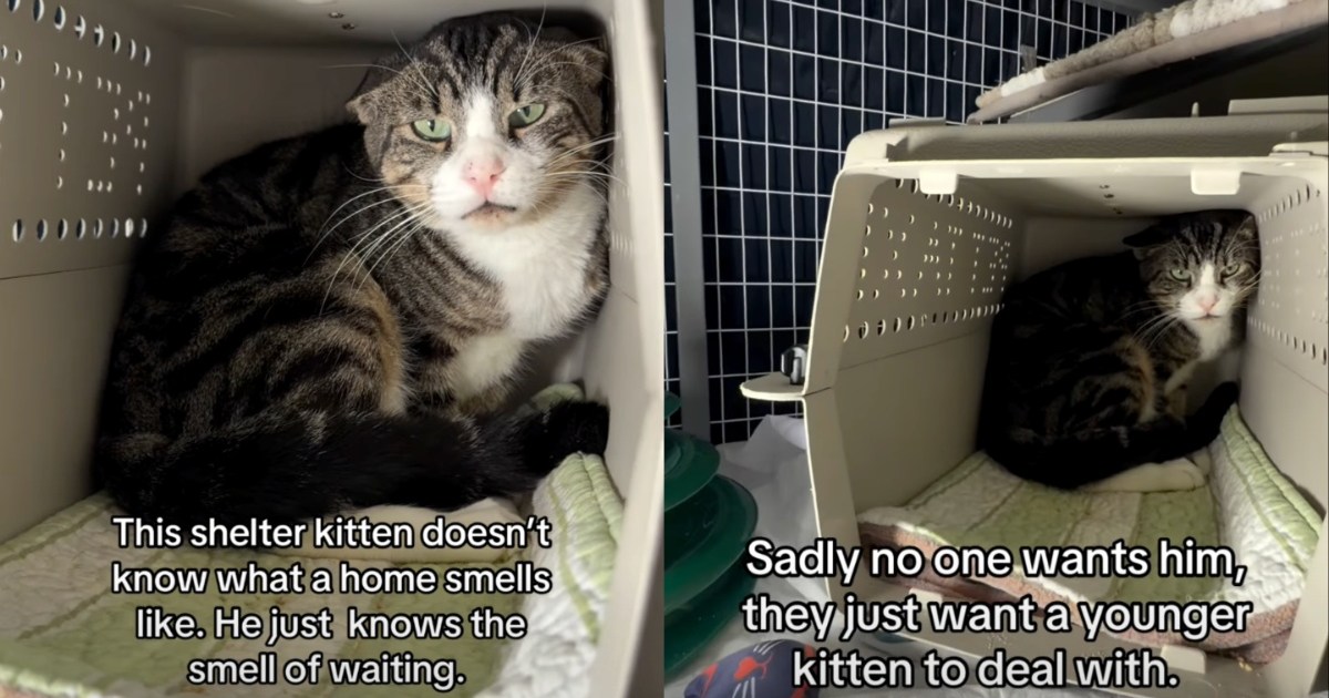 PetWireDaily — Shelter Cat Found as a Stray ‘Doesn’t Know What Home Smells Like’