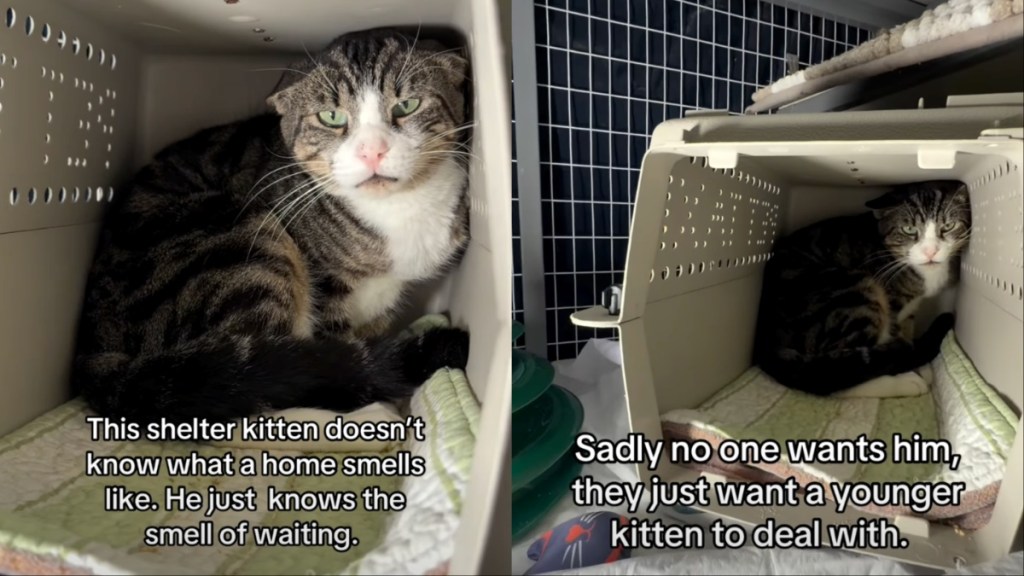 shelter cat video