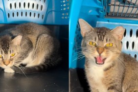 shelter cat video