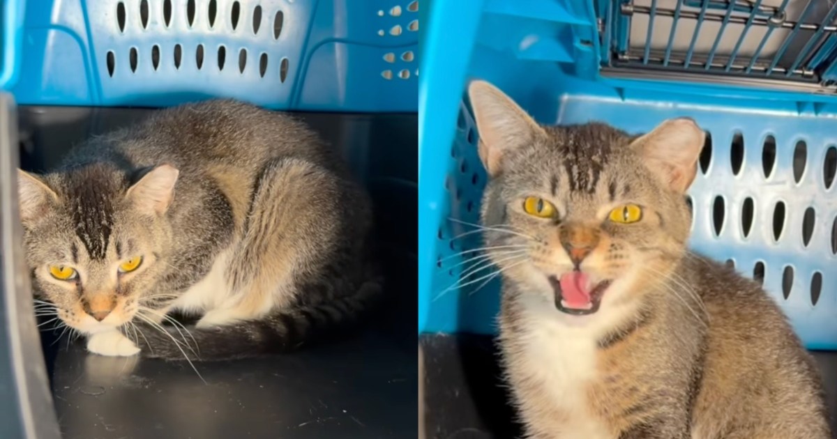 PetWireDaily — ‘Saddest’ Shelter Cat Was Once Too Hopeful, but Is Not the Same Anymore