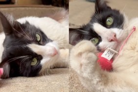 stray cat toy