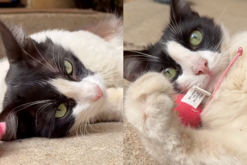 stray cat toy