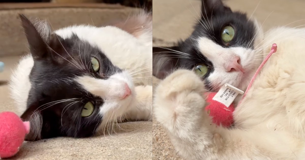 PetWireDaily — Stray Cat Struggling To Survive Shows up at a House, Unaware She’ll Get Her First Toy