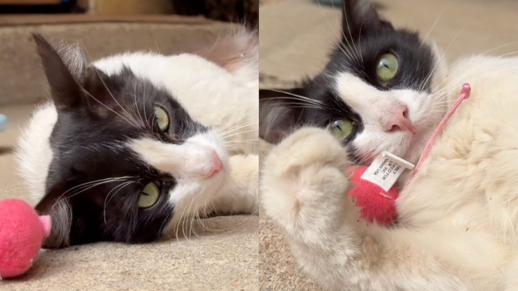 stray cat toy