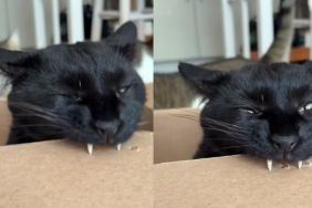 Cat Can’t Stop Punching Tiny Holes in Cardboard With His Fangs
