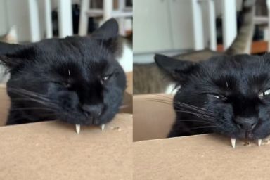 Cat Can’t Stop Punching Tiny Holes in Cardboard With His Fangs