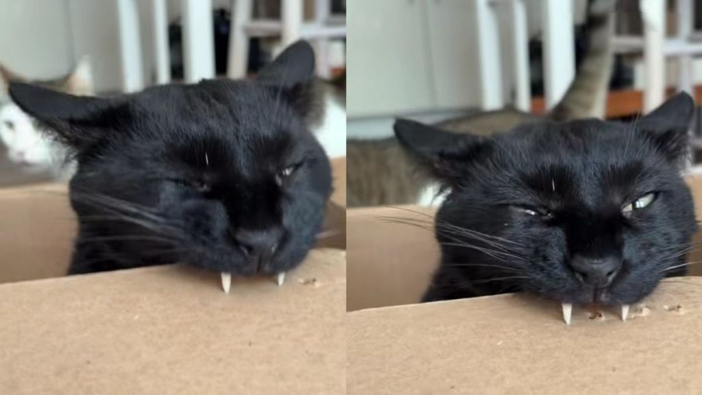 Cat Can’t Stop Punching Tiny Holes in Cardboard With His Fangs
