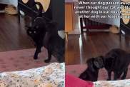 Cat’s Life Changes When Humans Bring Home Tiny Rescue Puppy, Giving Her Exactly What She Needed