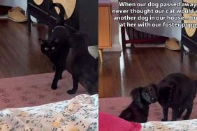 Cat’s Life Changes When Humans Bring Home Tiny Rescue Puppy, Giving Her Exactly What She Needed