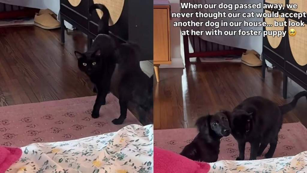 Cat’s Life Changes When Humans Bring Home Tiny Rescue Puppy, Giving Her Exactly What She Needed