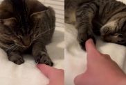 Blind Cat Reaches Out for Human’s Finger Like It’s One of Her Favorite Things To Do