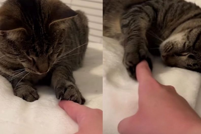 Blind Cat Reaches Out for Human’s Finger Like It’s One of Her Favorite Things To Do