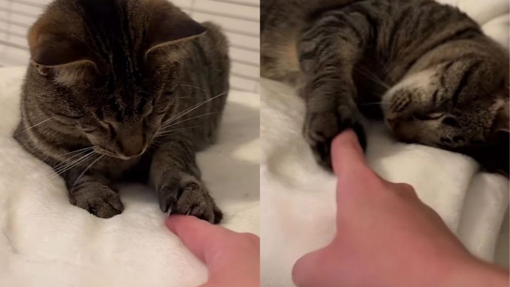Blind Cat Reaches Out for Human’s Finger Like It’s One of Her Favorite Things To Do
