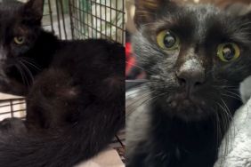 Cat Was ‘Silently Starving to Death’ Until One Human Gave Him a Chance