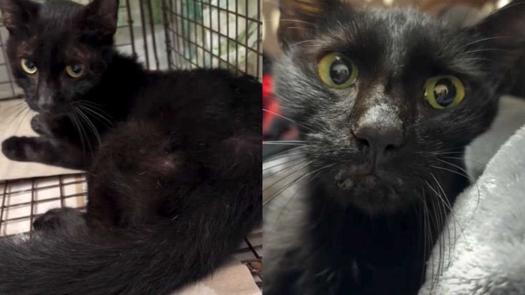 Cat Was ‘Silently Starving to Death’ Until One Human Gave Him a Chance