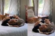 Male Cats Form the Sweetest ‘Cuddle Puddle’ Around Their One & Only ‘Princess’