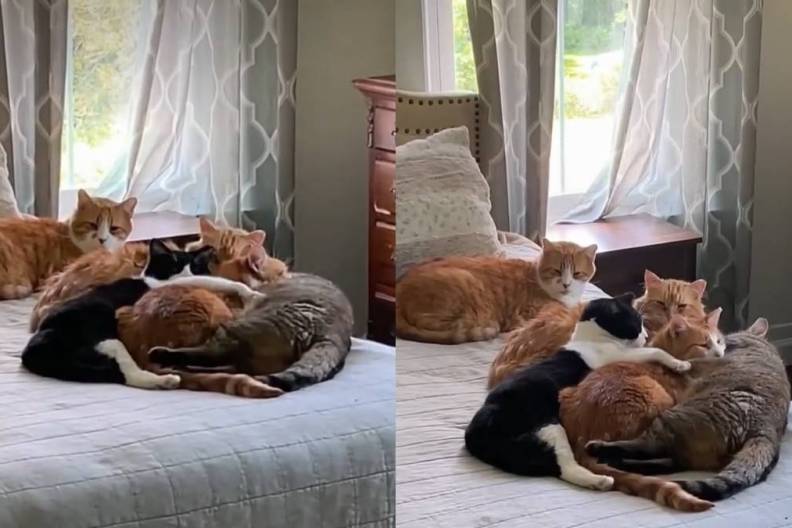Male Cats Form the Sweetest ‘Cuddle Puddle’ Around Their One & Only ‘Princess’