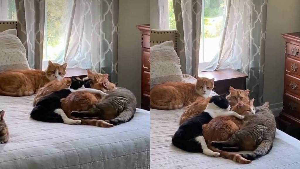 Male Cats Form the Sweetest ‘Cuddle Puddle’ Around Their One & Only ‘Princess’