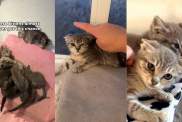 Kittens Knew Only an Abandoned Ranch & Then They Discover the Good Life