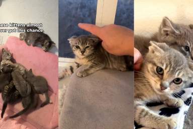 Kittens Knew Only an Abandoned Ranch & Then They Discover the Good Life