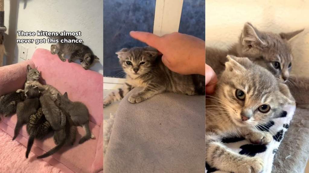 Kittens Knew Only an Abandoned Ranch & Then They Discover the Good Life