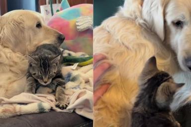 Cat & Senior Rescue Dog Share an Unbreakable Bond Now, but It Started Out Very Differently